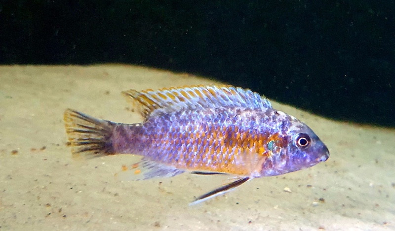 Labeotropheus trewavasae 'Chirwa Island'